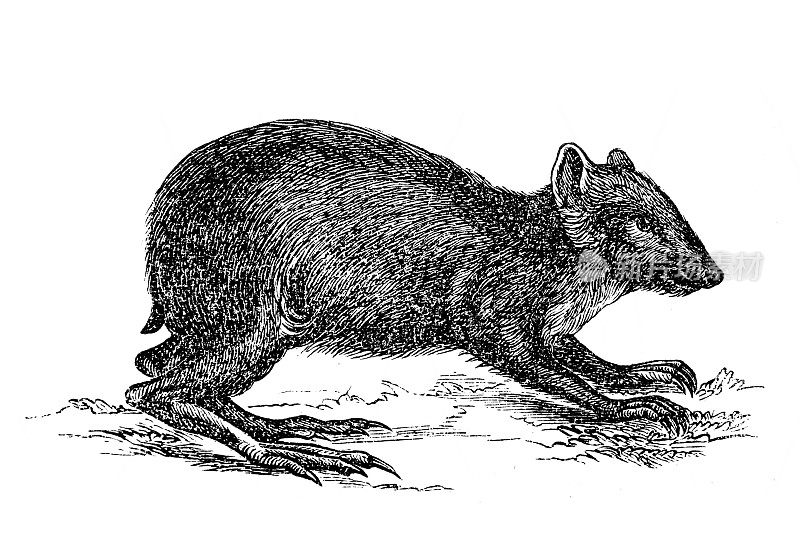普通刺鼠(Dasyprocta agouti)